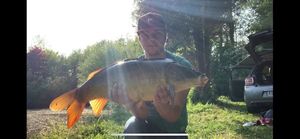 Mirror Carp