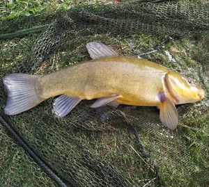 Tench
