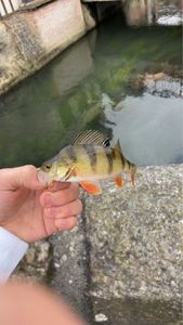European Perch