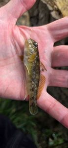 Round Goby