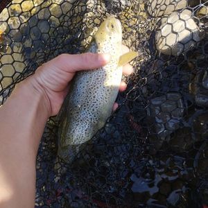 Brown Trout