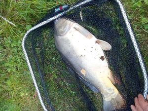 Leather Carp