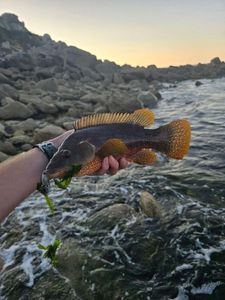 Ballan Wrasse