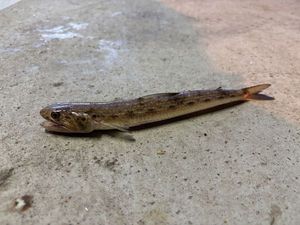 Inshore Lizardfish