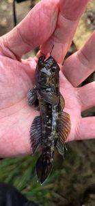 Round Goby