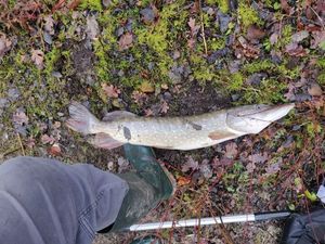 Chain Pickerel