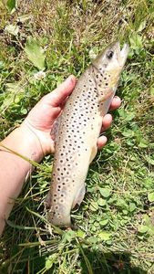 Brown Trout