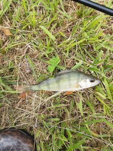 European Perch