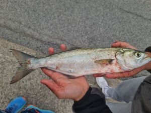 Pesce serra