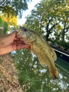Largemouth Bass