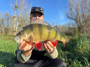 European Perch