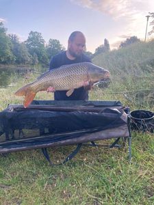 Common Carp