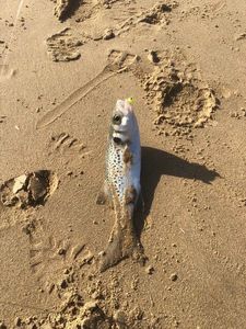 Spotted Seabass