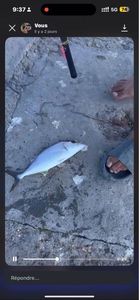 Greater Amberjack