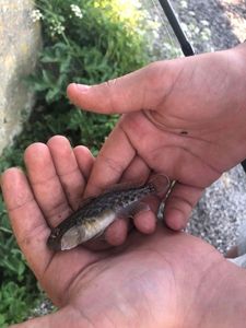 Black Goby