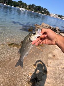 European Bass (Seabass)