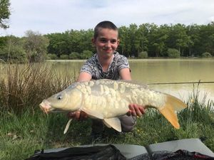 Common Carp