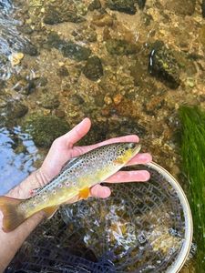Brown Trout