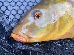 Tench