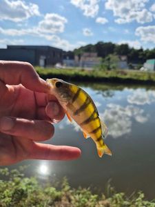 European Perch