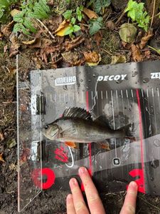 European Perch