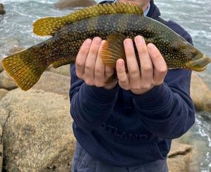 Ballan Wrasse