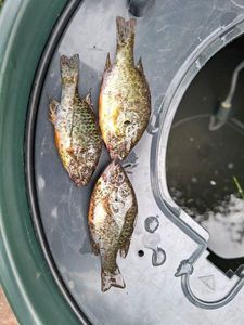 Green Sunfish