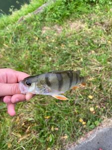 European Perch