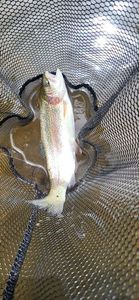 Rainbow Trout