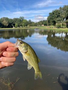 Largemouth Bass