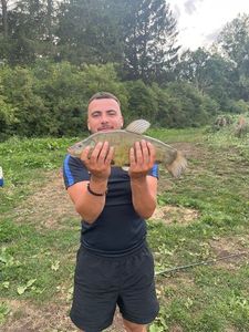 Tench