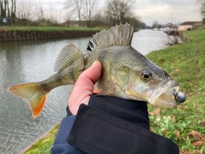 European Perch