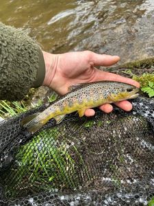 Brown Trout