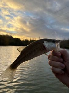 Largemouth Bass