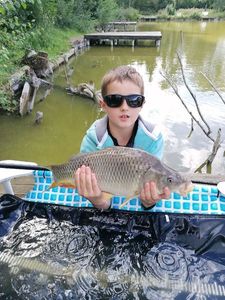 Common Carp