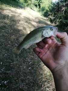 Largemouth Bass