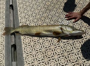 Northern Pike