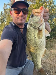 Largemouth Bass
