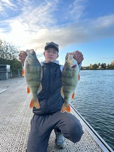 European Perch