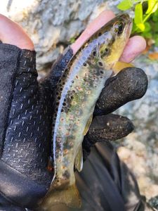 Brown Trout