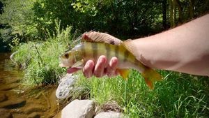 European Perch