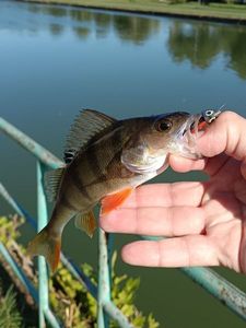 European Perch