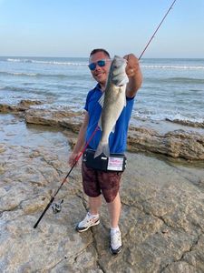 European Bass (Seabass)
