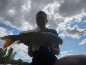 Common Carp