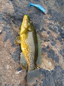 Ballan Wrasse