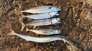 Mackerel
