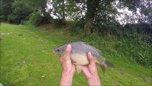Mirror Carp