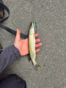 Northern Pike