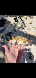 White Grouper