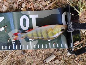 European Perch